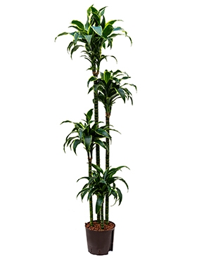 Dracaena dorado 120-90-60-30 180 cm