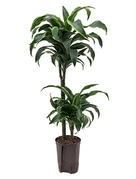 Dracaena dorado 45-15 100 cm