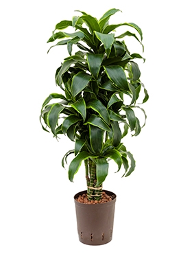 Dracaena dorado Vertakt-multi 100 cm