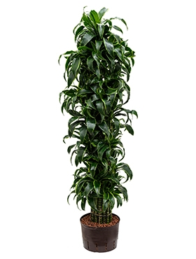 Dracaena dorado Vertakt-multi 170 cm