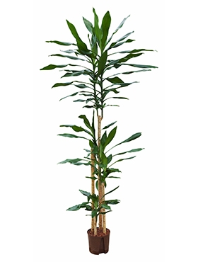 Dracaena fragrans 120-90-60-30 190 cm