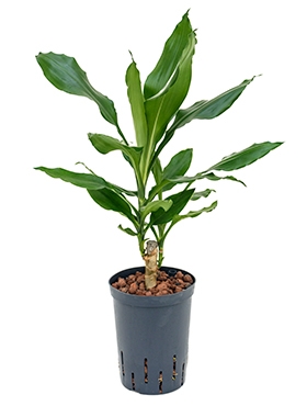 Dracaena fragrans 20 40 cm