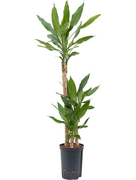 Dracaena fragrans 60-30-15 90 cm