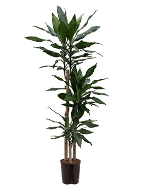 Dracaena fragrans 90-60-30 140 cm