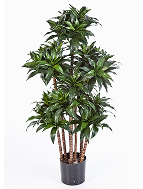 Dracaena fragrans compacta Vertakt