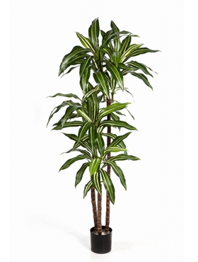 Dracaena fragrans Var. Vertakt