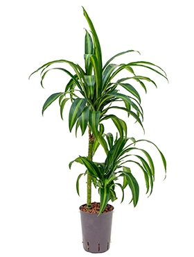 Dracaena hawaiian sunshine 45-15 80 cm