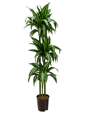 Dracaena hawaiian sunshine 90-60-30 140 cm