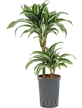 Dracaena jade jewel 30-15 65 cm