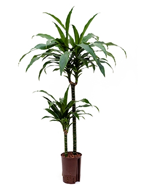 Dracaena janet craig 60-30 100 cm