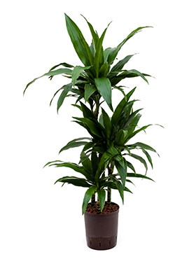 Dracaena janet craig 60-30-15 100 cm