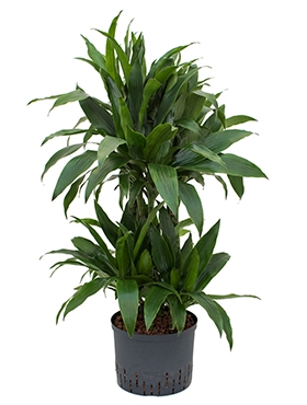 Dracaena janet craig 60-Carrousel 105 cm