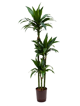 Dracaena janet craig 90-60-30 140 cm