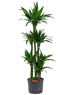 Dracaena janet craig 90-Carrousel 140 cm