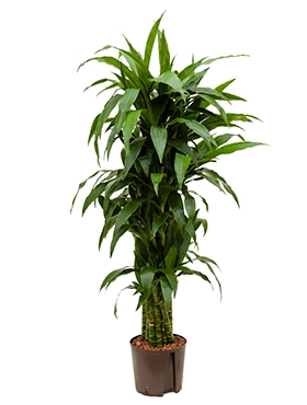 Dracaena janet craig Vertakt-multi 140 cm