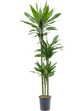 Dracaena janet lind 90-60-30 150 cm