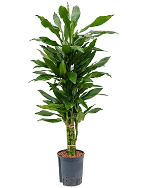 Dracaena janet lind Vertakt-multi 120 cm