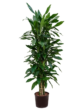 Dracaena janet lind Vertakt-multi 160 cm