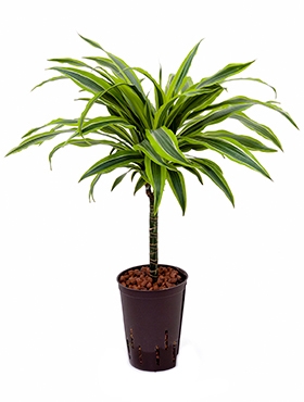 Dracaena lemon lime 30 65 cm