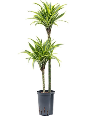 Dracaena lemon lime 60-30 100 cm