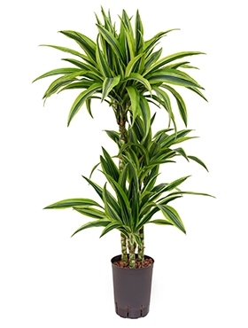 Dracaena lemon lime 60-30-15 95 cm