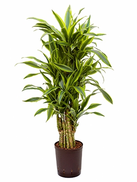 Dracaena lemon lime Vertakt-multi 100 cm