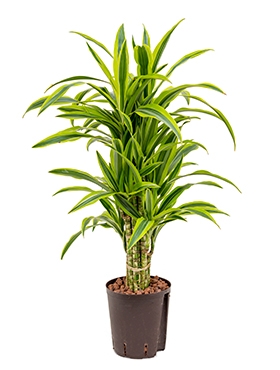 Dracaena lemon lime Vertakt-multi 85 cm