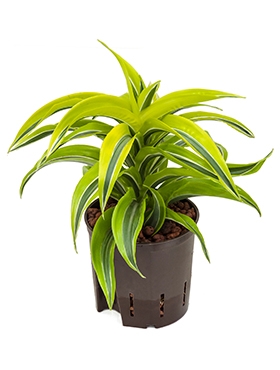 Dracaena lemon surprise Kop 25 cm