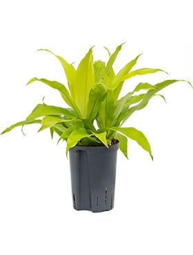 Dracaena limelight Kop 2pp 40 cm