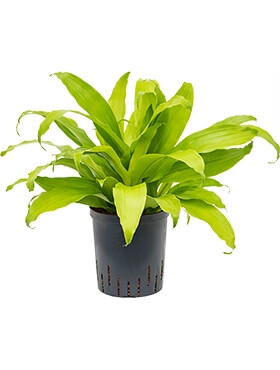 Dracaena limelight Kop 3pp 50 cm