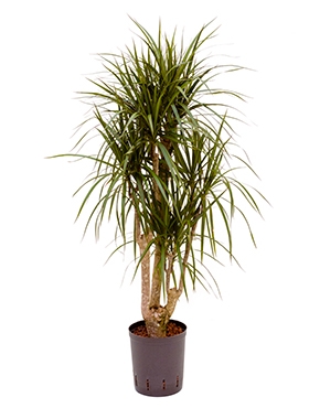 Dracaena marginata Vertakt 100 cm