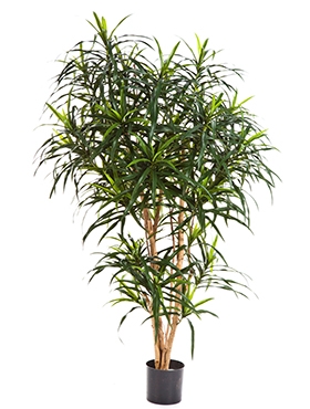 Dracaena reflexa Anita Vertakt