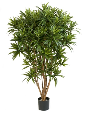 Dracaena reflexa Jamaica Vertakt