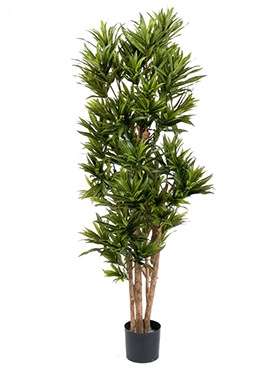 Dracaena reflexa Vertakt