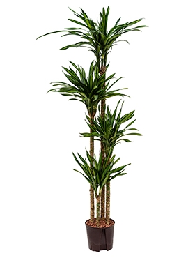 Dracaena riki 120-90-60-30 170 cm