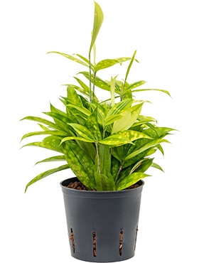 Dracaena surculosa mike 40 cm