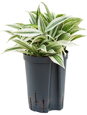 Dracaena surculosa mike Toef Wit 30 cm