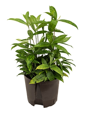 Dracaena surculosa Toef 50 cm