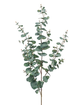 Eucalyptus Tak