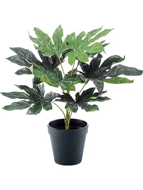 Fatsia Bush (9 lvs.)