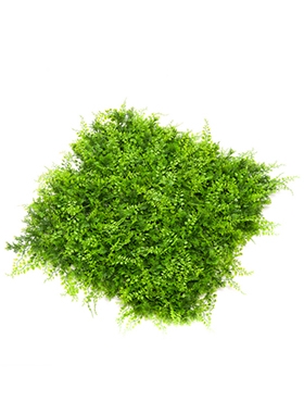 Fern Juniperus Mat 0