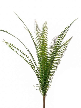 Fern Nephrolepis Toef (15 lvs.)