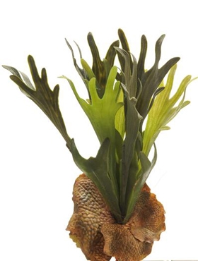 Fern Staghorn Toef (15 Lvs.)