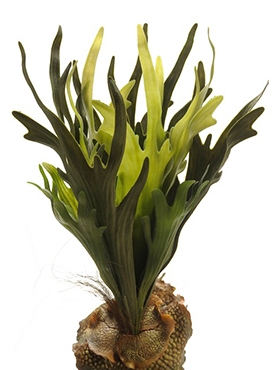 Fern Staghorn Toef (18 lvs.)