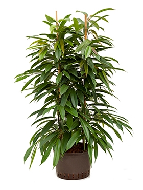 Ficus amstel king 2pp 110 cm