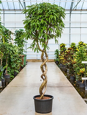 Ficus amstel king Spiraal dubbel 250 cm