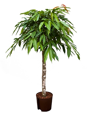 Ficus amstel king Stam 115 cm