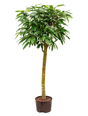 Ficus amstel king Stam 155 cm