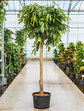 Ficus amstel king Stam 230 cm