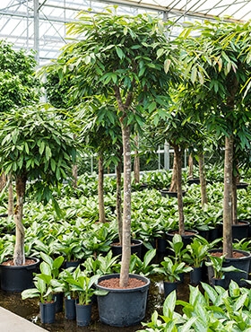 Ficus amstel king Stam 240 cm